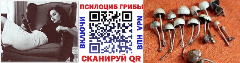 OMG зеркало  Мензелинск  Псилоцибиновые грибы прущие грибы 